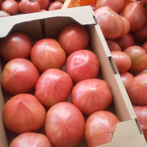 【100%純トマト】2キロ箱　桃太郎