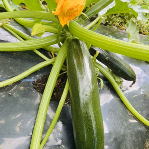 【無農薬・無肥料】那須高原産ズッキーニ(緑・黄セット)