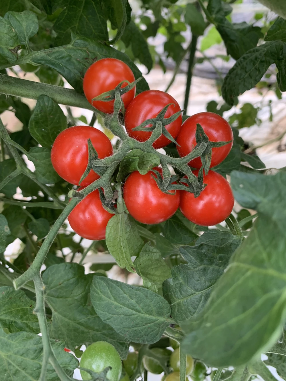 ミニトマト アルル♪ 500g〜1.5kg 11月発送｜野菜の商品詳細｜ポケット