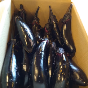 ■訳あり■ニセコ町産有機栽培茄子２ｋｇ