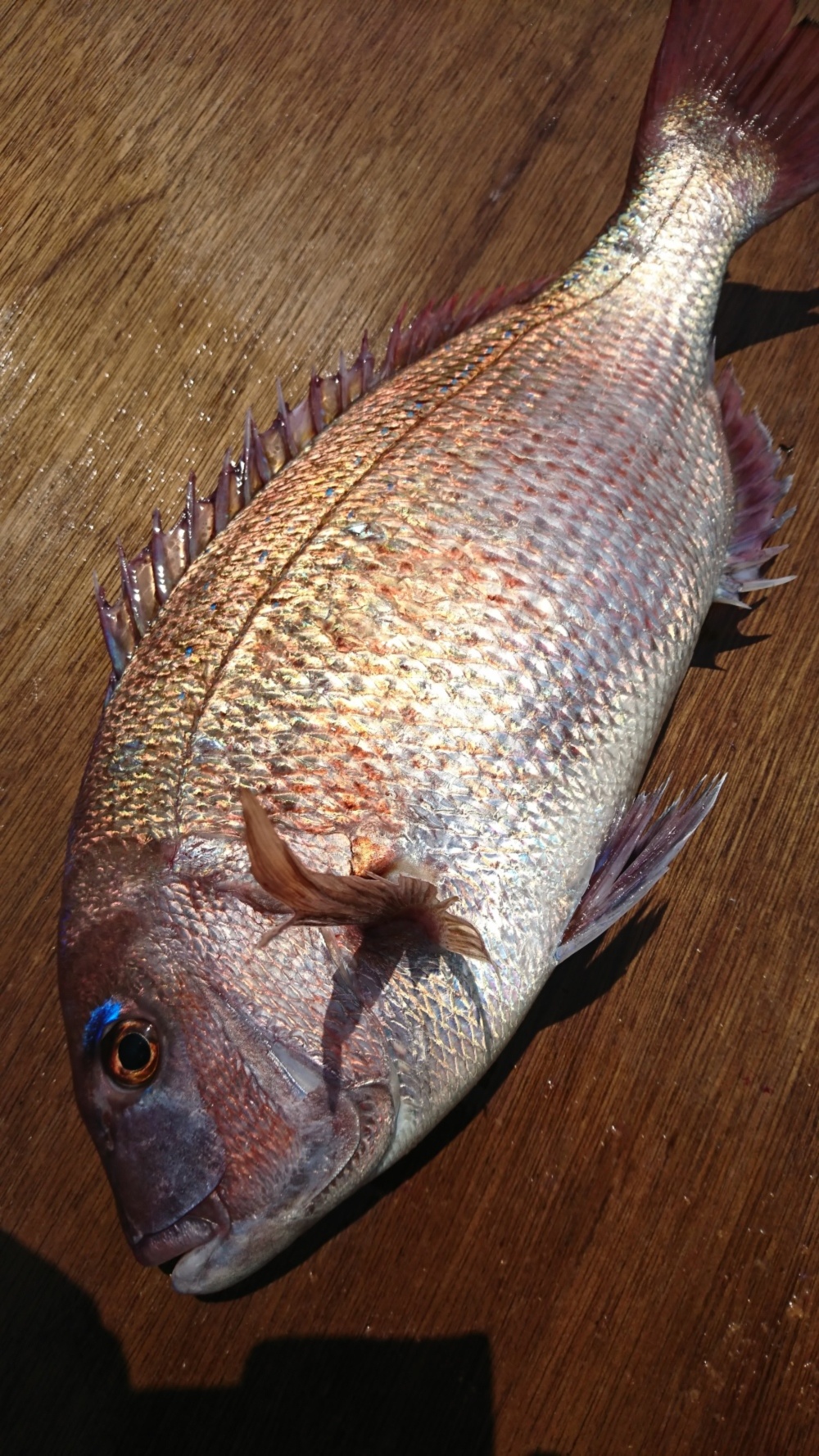三重県紀州産 養殖真鯛 1 5 1 8 活け〆 農家漁師から産地直送の通販 ポケットマルシェ