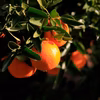 自然豊かな高知育ち・甘くてジューシーなポンカン