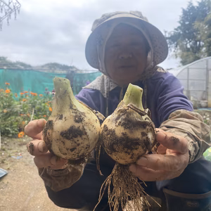 数量限定！アフロ母のサラダ玉ねぎ　３個〜　血液サラサラ