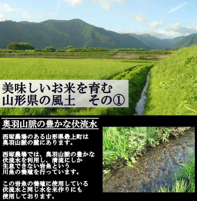【山形県産】慣行栽培米 山形95号 岩魚米（玄米10kg 令和４年産）