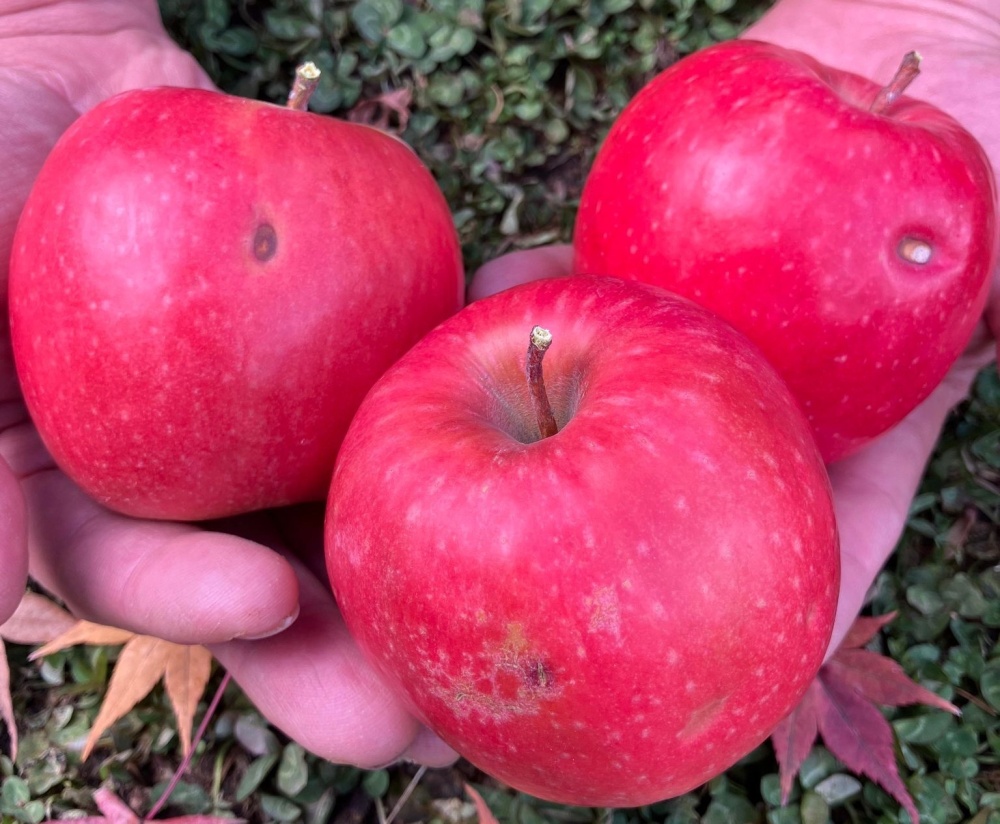 今年、りんご🍎がピンチ💦生産現場でいま起こっていること。 | 農家