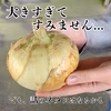 【"超"大玉】新たまねぎ 淡路島産 特別栽培 兵庫県認証食品【訳あり】 早生七宝