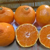 食べ比べ【あま～い対決】越冬早生みかんVS大津4号みかん 