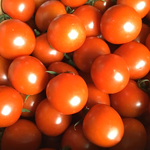 田辺さんちの美味しいミニトマト1k