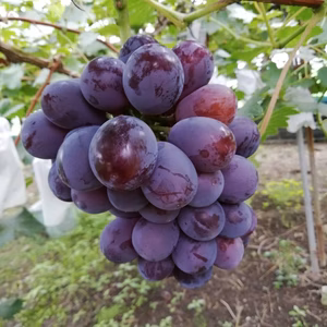 岡山県産 ニューピオーネ（種なし）1キロ　8/20～出荷開始