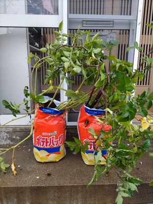 みんなの投稿の画像