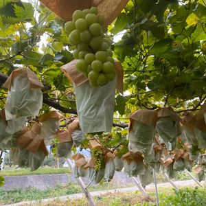 [山梨県勝沼産]赤ちゃん房時から発送直前まで傘と袋を掛けて置くシャインマスカット