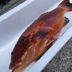 【魚突き】【捕獲動画あり】スジアラ（アカジン）4.0kg 鱗、内臓処理済