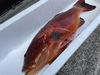 【魚突き】【捕獲動画あり】スジアラ（アカジン）4.0kg 鱗、内臓処理済