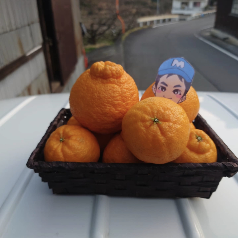 造形作家　ナスマサタカ　ビッグぷーちゃんエンジェル（オレンジ系） 先行予約】こっそり食べれない素敵な香り♪まーくん家の不知火｜不知火