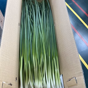 タイムセール開催‼️ ポケマル初出品記念！！【訳あり】青ネギ　3キロ