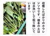 ほうれん草 新鮮！シャキ旨！