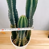 在庫　サボテン　柱サボテン　3本植え　ドライガーデン　インテリアグリーン