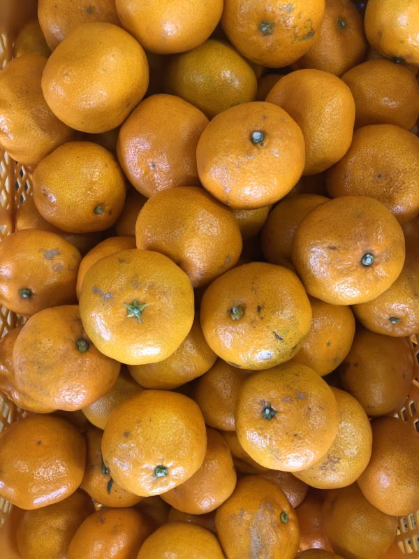 特価  訳ありキズありみかん  5㎏   大小混合サイズ