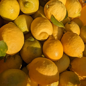 大崎上島産農薬不使用レモン2kg