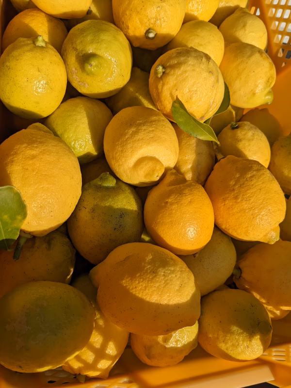 大崎上島産農薬不使用レモン2kg