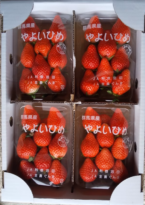 5月予約【完熟やよいひめ】中身おまかせレギュラーパック