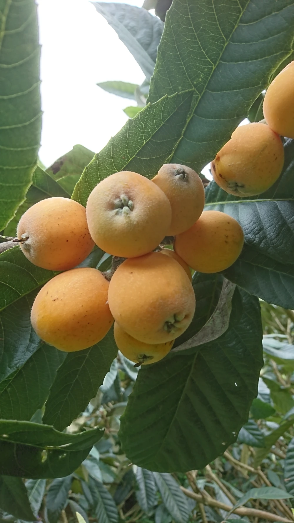 長崎特産　露地びわ2L　12玉