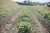 農薬、化学肥料不使用のジャガイモ（デジマ・香川県産）