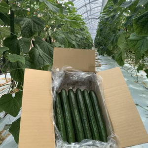 【1日最大1セット限定】Sクラスのきゅうり36本入り