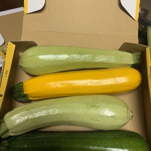 ④最安値！東京産！新鮮3色ズッキーニセット^ ^