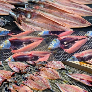 伝統の天日干し製法！ヤマイチの開き【３種】サバ、アジ、イワシ