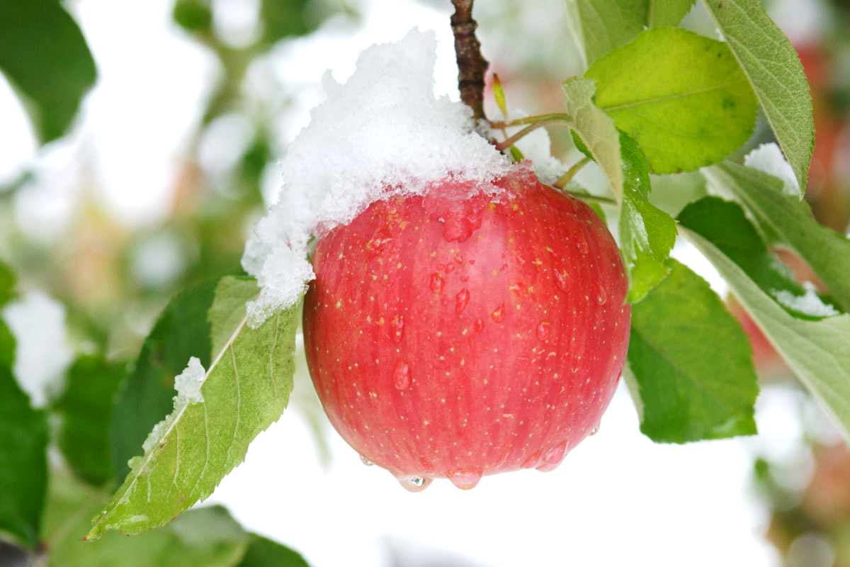 家庭りんご　自然栽培　サンつがる　青森県産　　4kg