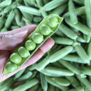 今食べて欲しい！残りわずか初夏の贅沢プチっとみずみずしいエンドウ豆♪(久留米豊)