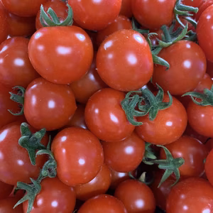 【7/16にて終了！】こどもにも大人気！♬まるっとたべたい悠々とまと♬ミニトマト