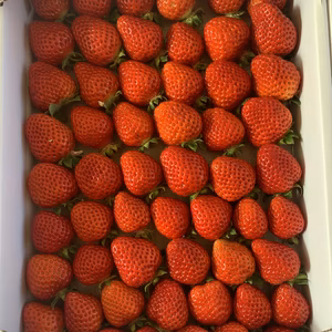 いちご　伝統品種　幸の香　味わい濃縮　小粒シリーズ