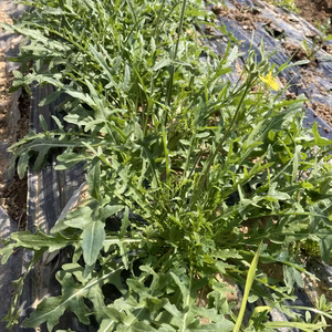 送料無料‼️セルバチカ400g✨