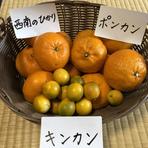 有機JAS認定　柑橘3種食べ比べセット