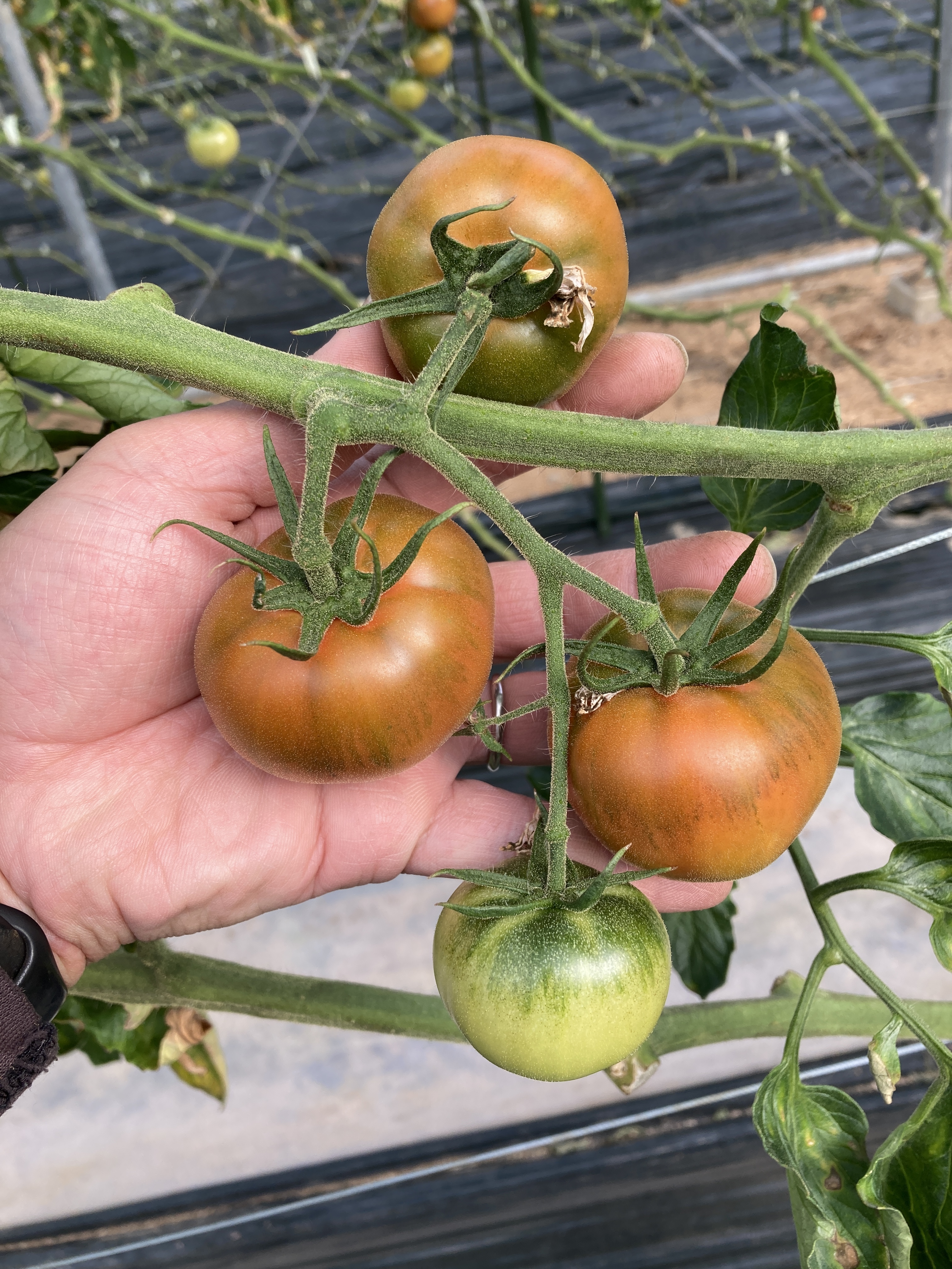 海水栽培 高糖度トマト 大分県産 4袋 - 野菜