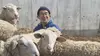 売れるまで毎日お世話！　北海道石狩産の羊肉　８００ｇ(100g×8）
