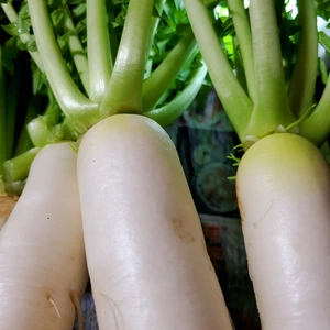 JAS有機☆特別栽培秋冬野菜をモリモリ120サイズ☆信州諏訪湖の畔から