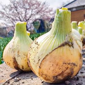 【訳あり品】新たまねぎ 七宝早生 淡路島産 兵庫県認証食品