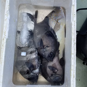 イシダイ1ー1.5キロ、ムール貝のセット