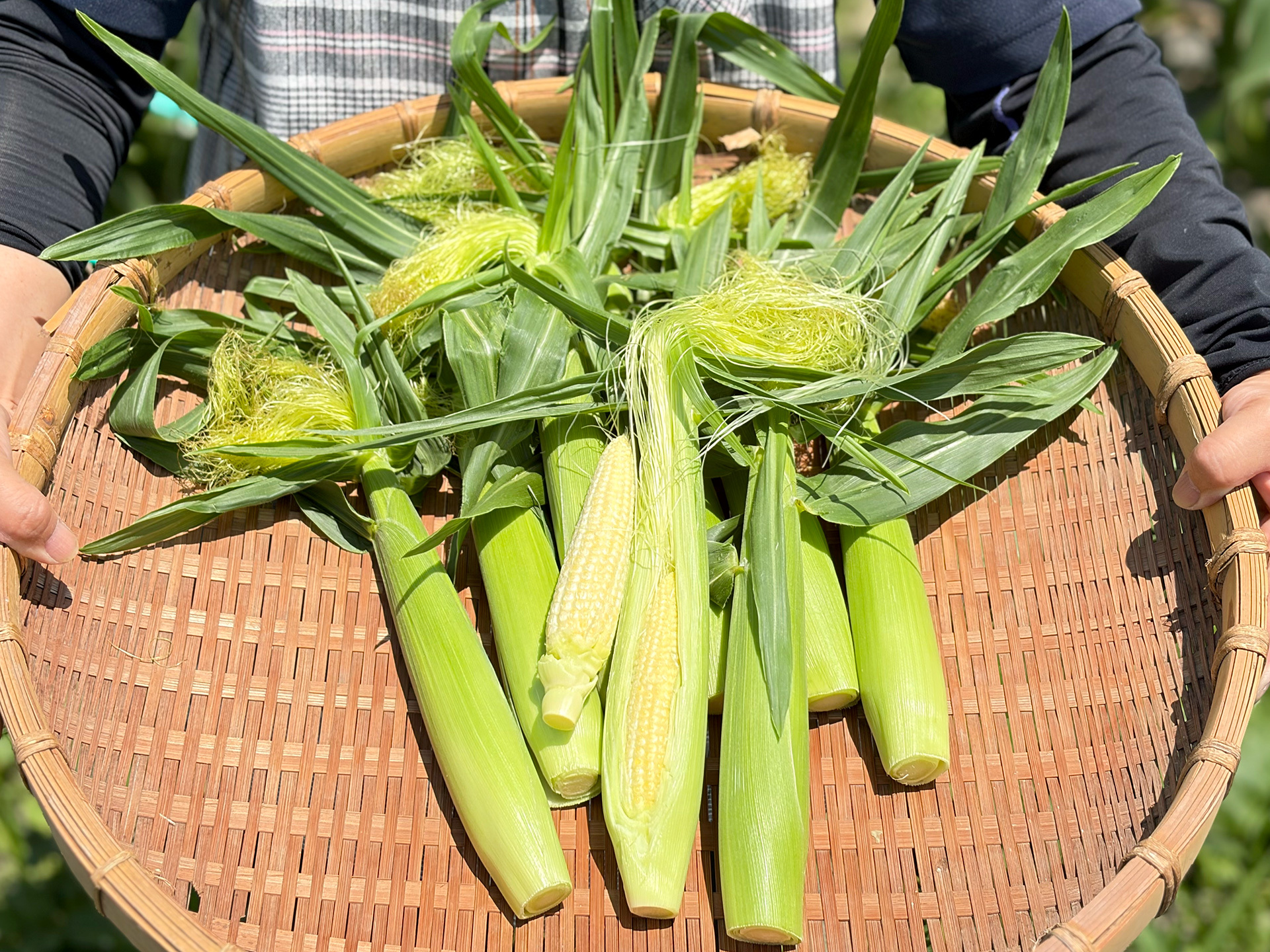 今が旬】朝採れヤングコーン｜コリッと食感、初夏のごちそう