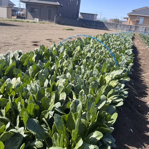 ほうれん草 B品 できすぎたので安売り！売り切り限定！