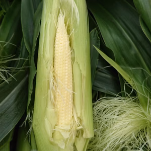 ヒゲまで食べれる新鮮皮付きヤングコーン70～80本