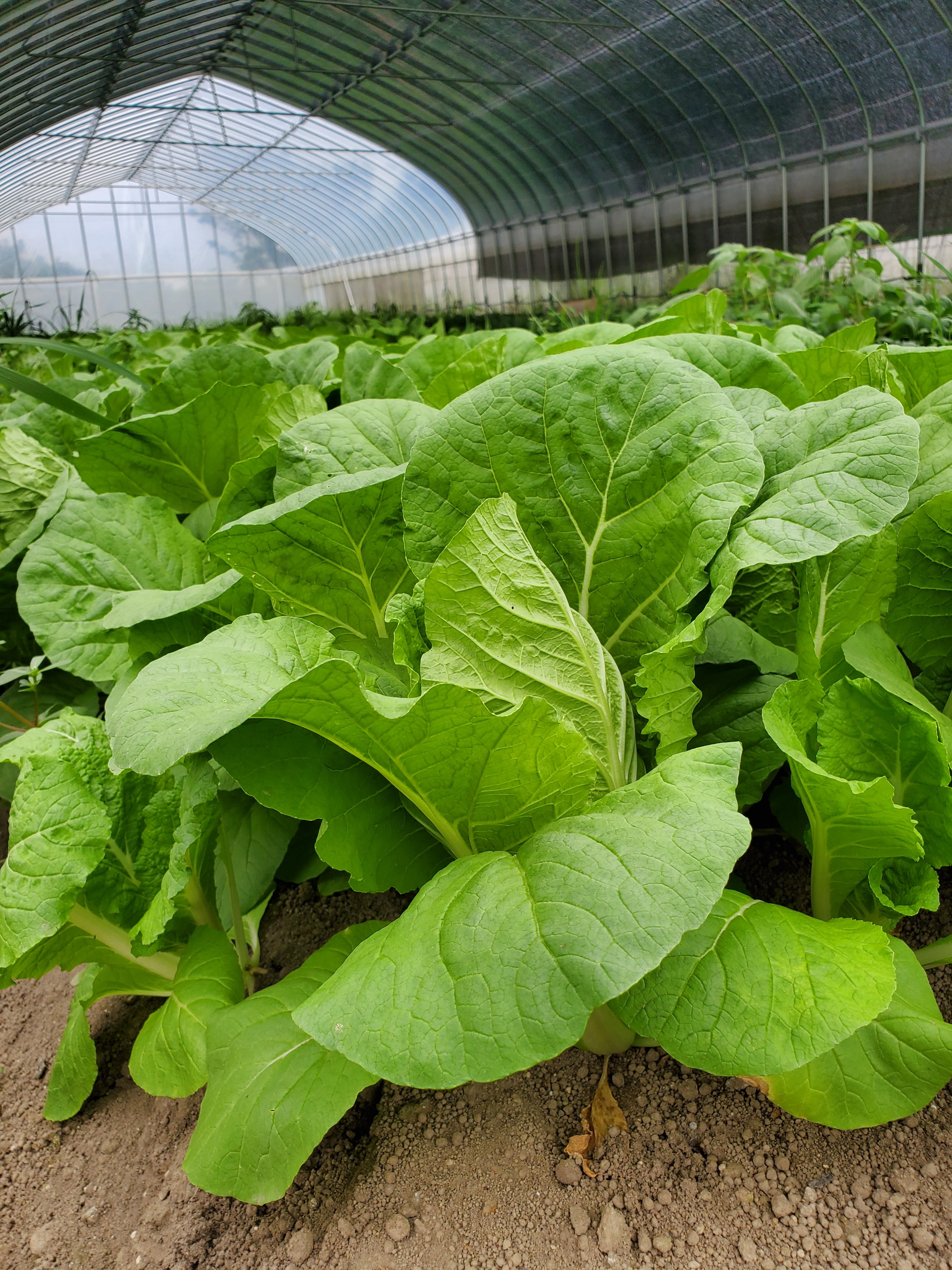 マメな中西農園おまかせ野菜3～6種類セット｜野菜の商品詳細｜ポケット