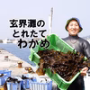 在庫処分セール　玄界灘の塩茎わかめ　おすすめレシピ付き　