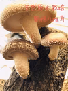 天然原木栽培しいたけ　色々な大きさ　たっぷり1kg 3箱