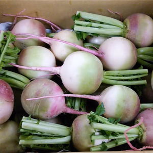 有機紅芯大根 バラ詰め4kg（有機JAS認証・J-GAP認証）