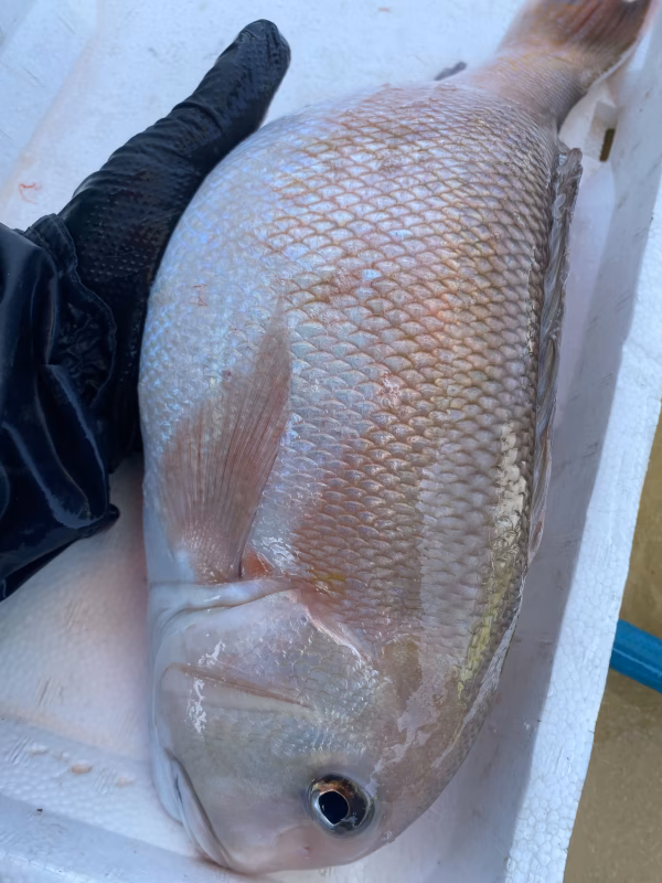 希少☆ 本日限定15:00まで: 活〆白甘鯛　1匹　約1.5-1.7kg前後