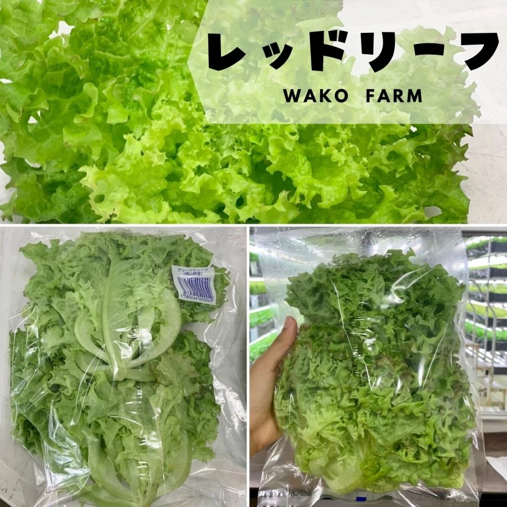キャンペーン中「１株プレゼント」先着46名⭐️選べるレタスセット⭐️